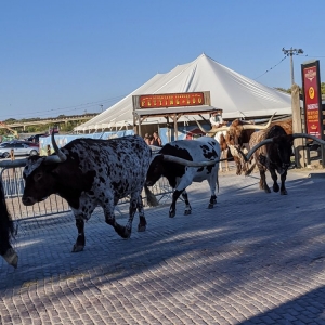 Fort Worth Stockyards Station