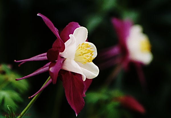 Photo of Columbine Landscaping
