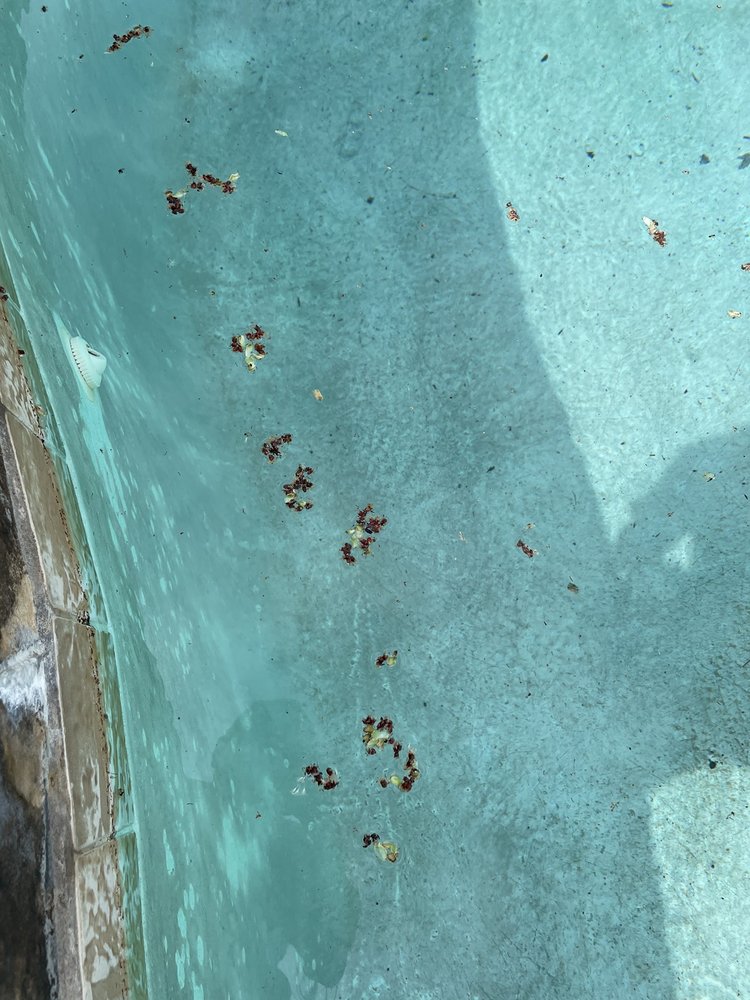 Photo of Texas Leisure Pools & Spas