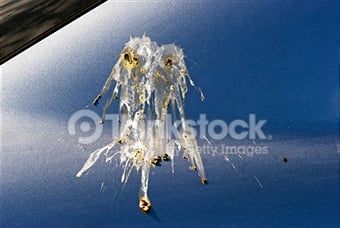 Photo of WR Auto Detailing