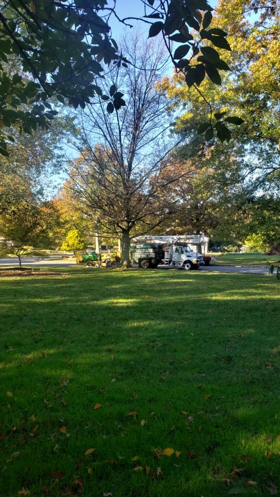 Photo of ADP Land Design and Tree Service