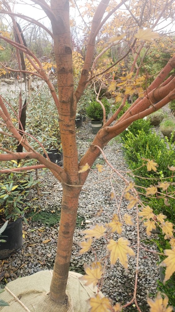 Photo of ADP Land Design and Tree Service