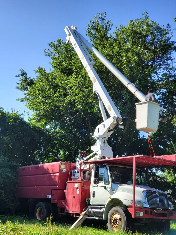 Photo of BJS Tree Service