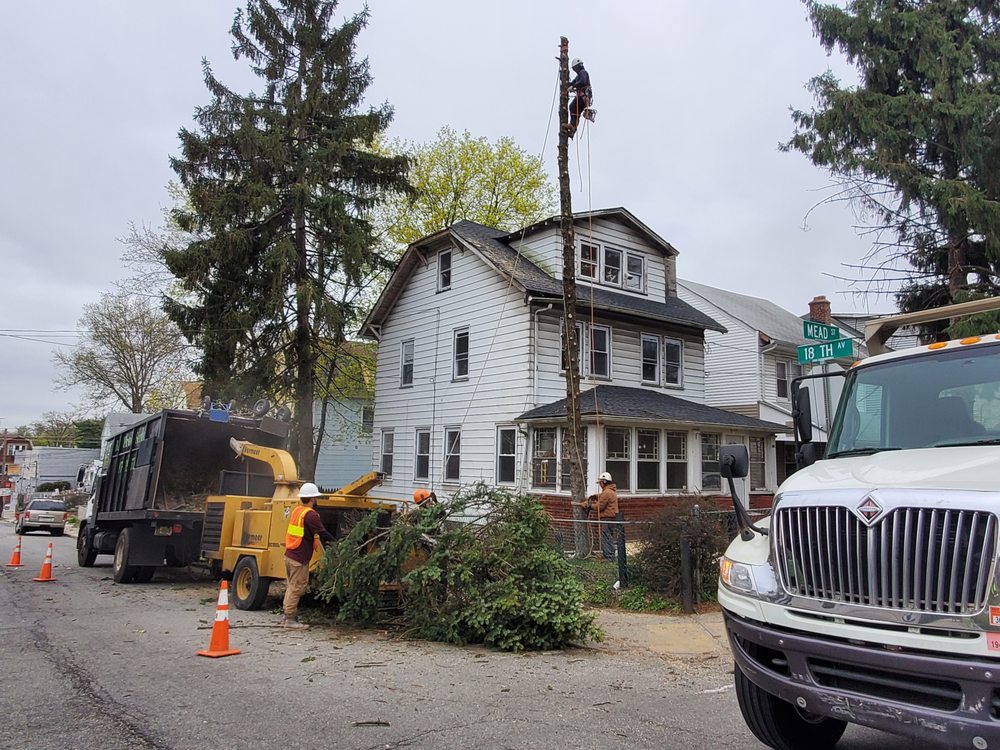 Photo of BJS Tree Service