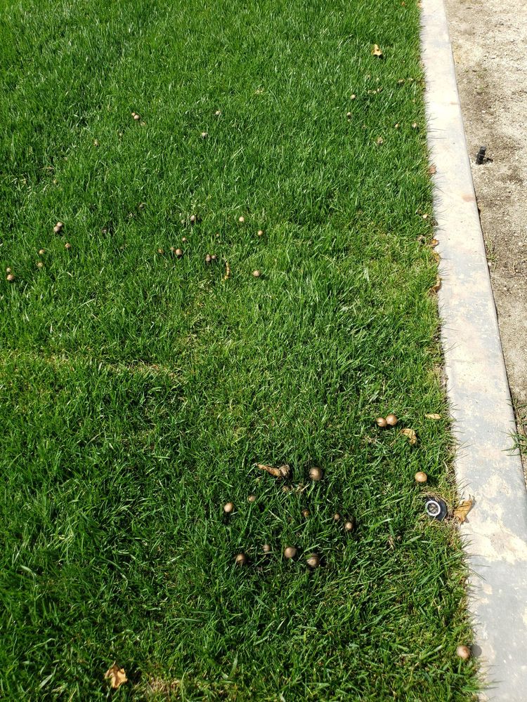 Photo of Stay Green and Clean Landscapers