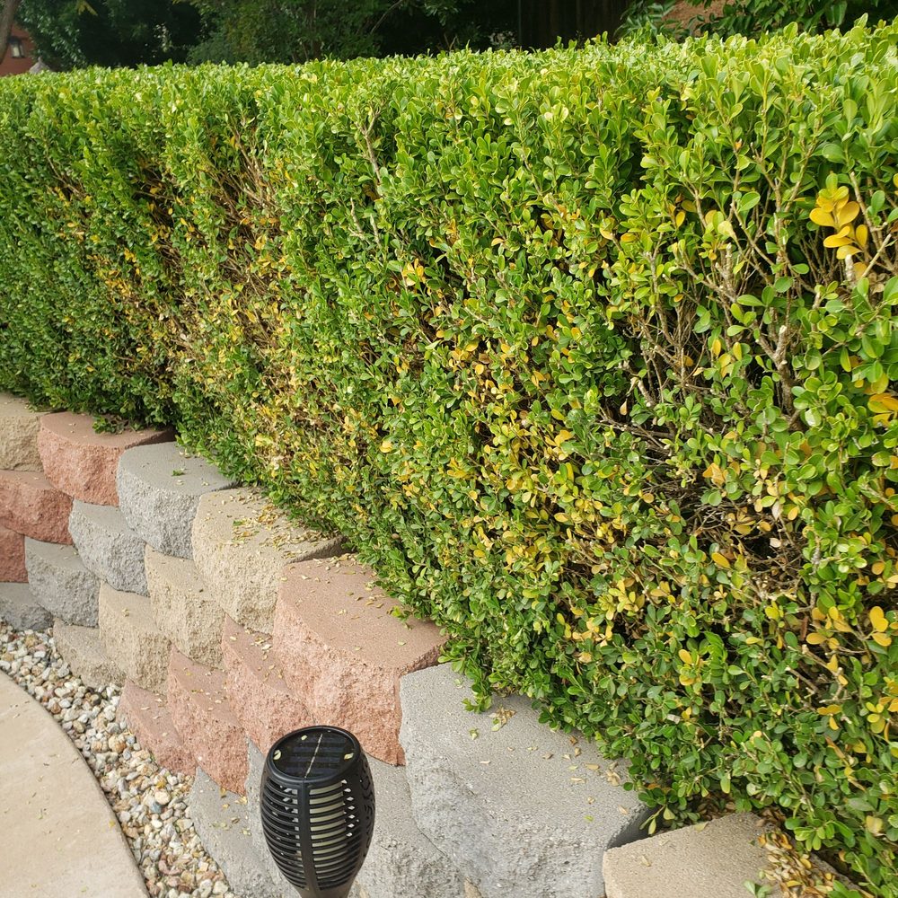 Photo of Stay Green and Clean Landscapers