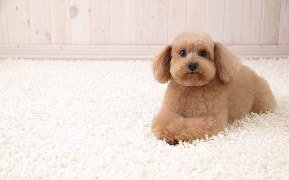 Photo of Amazing Green Carpet Clean