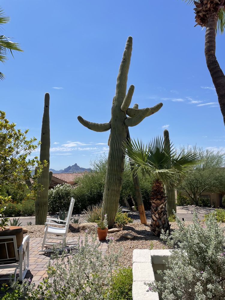 Photo of AZ Cactus Experts