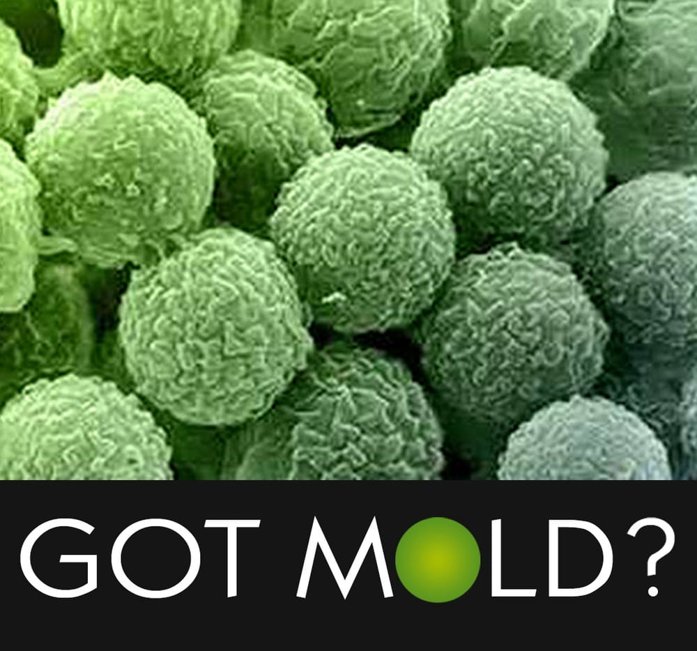 Photo of Portland Mold Solutions - Most Up To Date Mold Removal