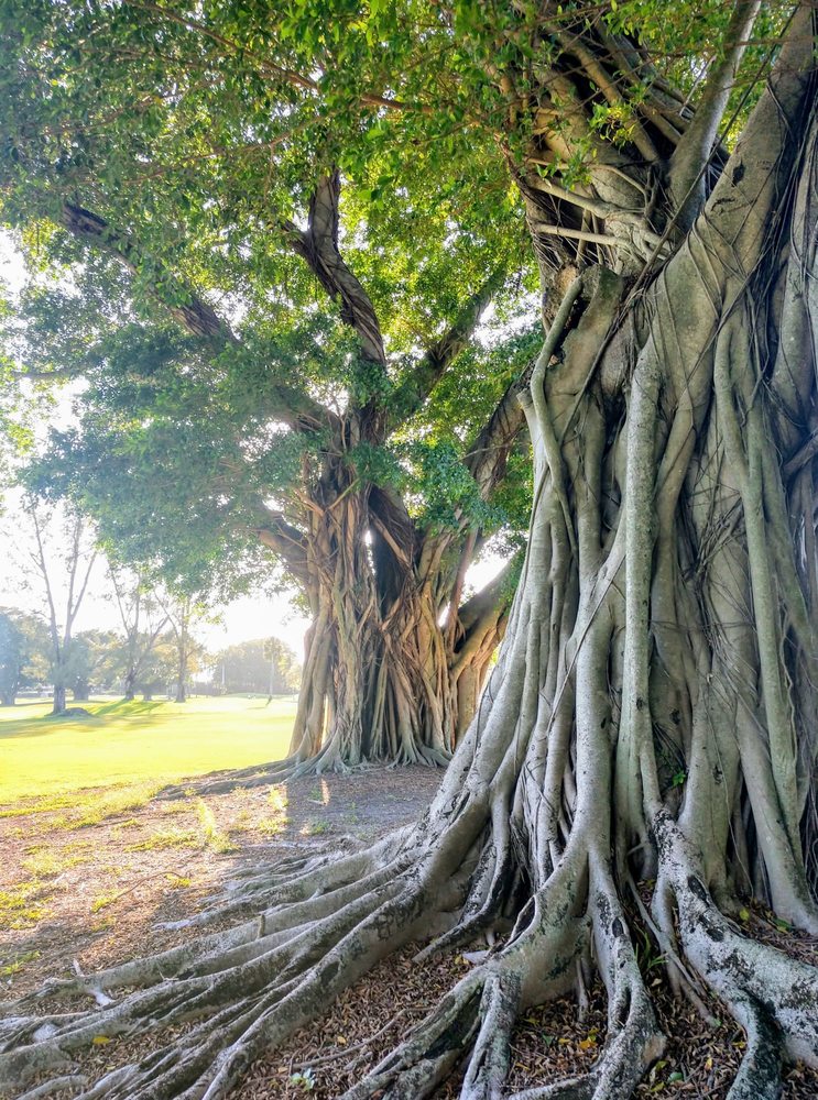 Photo of The Senator Course at Shula's Golf Club