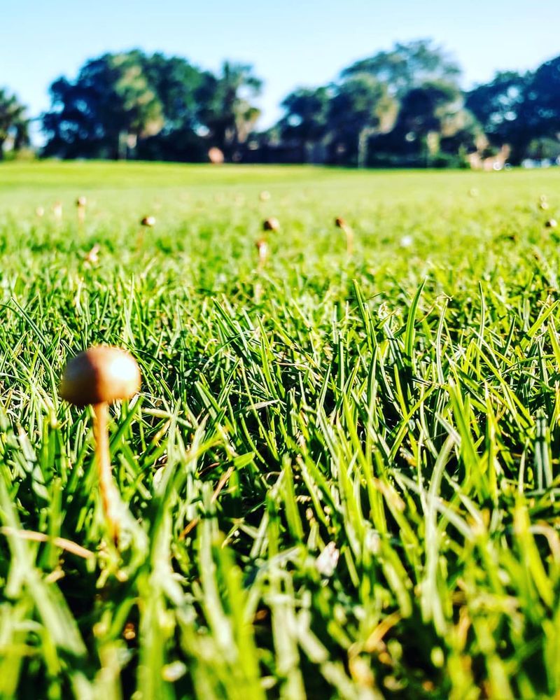 Photo of The Senator Course at Shula's Golf Club