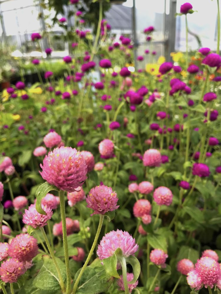 Photo of Homesley Nursery & Landscape