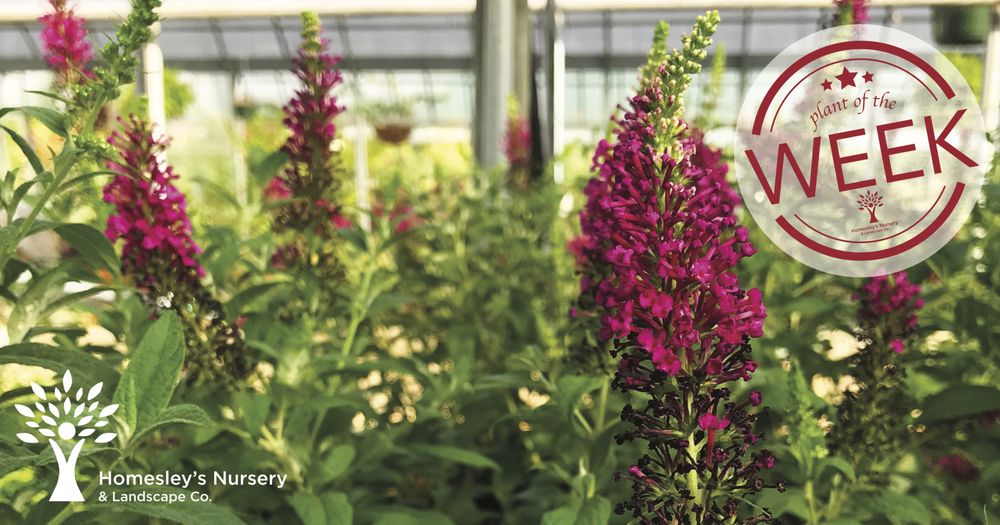 Photo of Homesley Nursery & Landscape