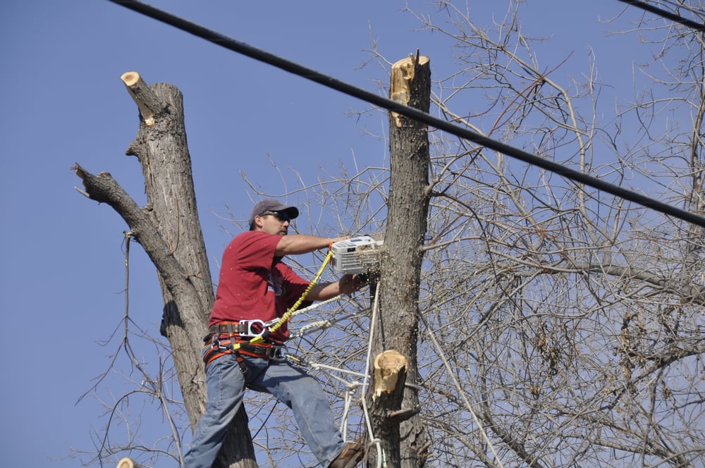 Photo of Anderton Tree Service