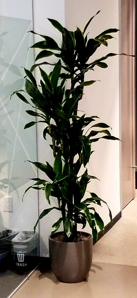 Photo of Paradise Plants Company
