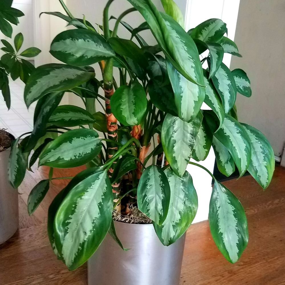 Photo of Paradise Plants Company