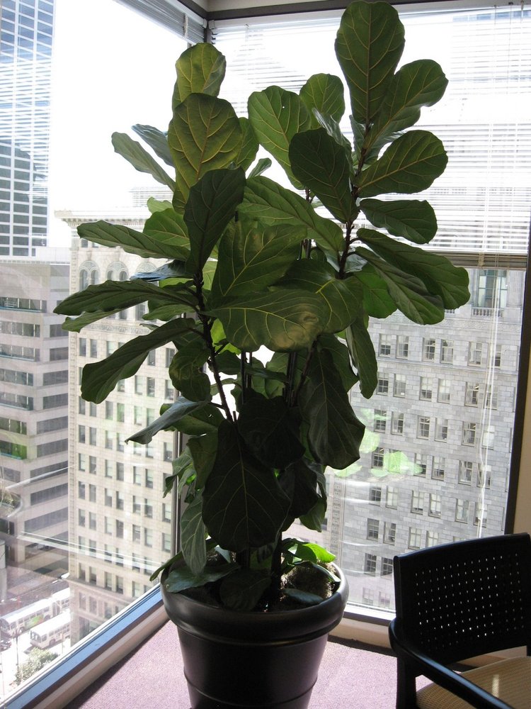 Photo of Paradise Plants Company