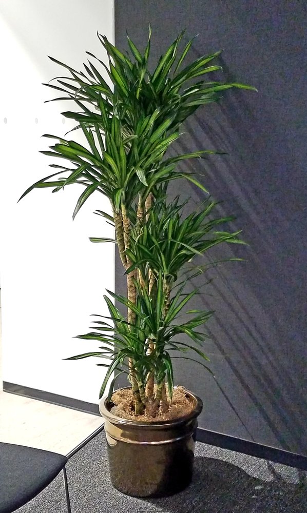 Photo of Paradise Plants Company