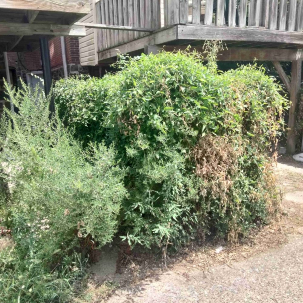 Photo of Luke's Landscaping and Hardscaping