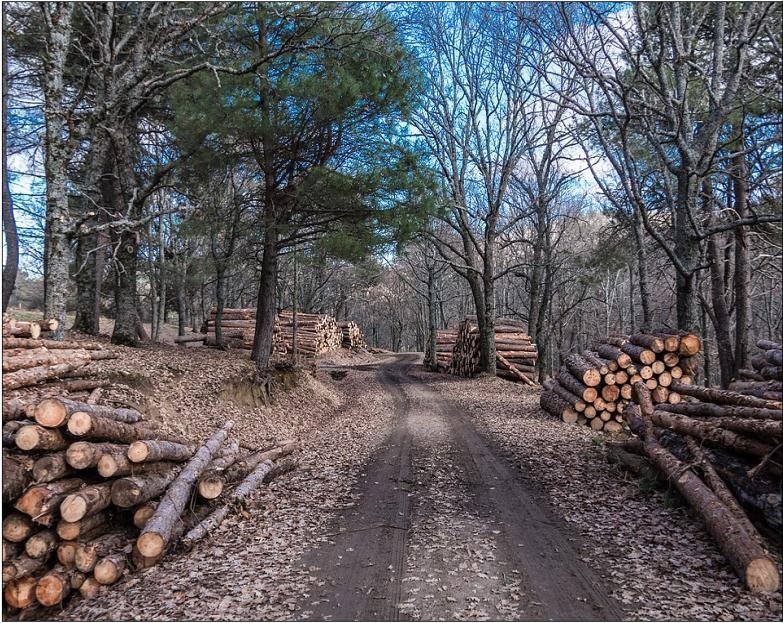 Photo of Dependable Lawn and Tree Service