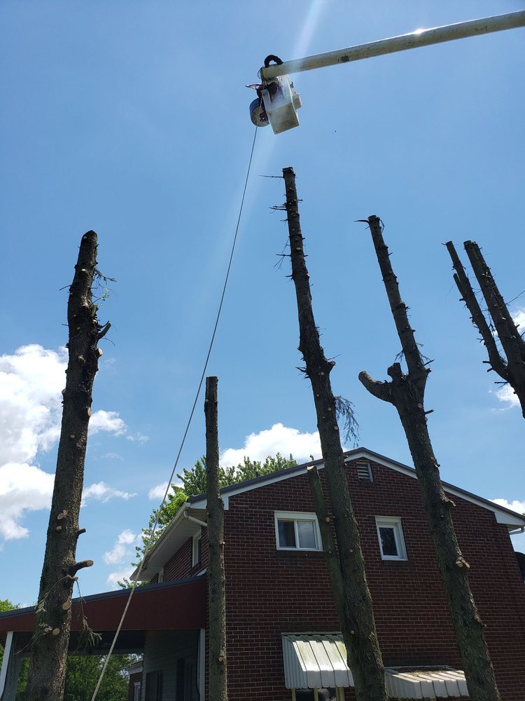 Photo of Black Lab Tree & Landscape Services