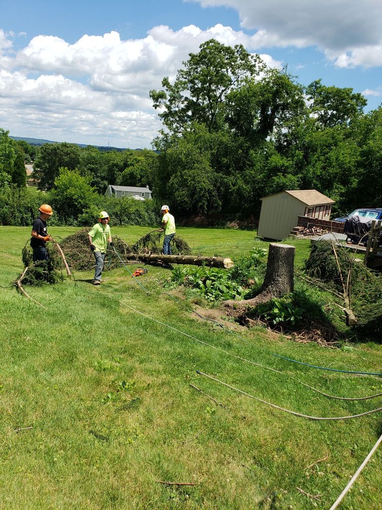 Photo of Black Lab Tree & Landscape Services
