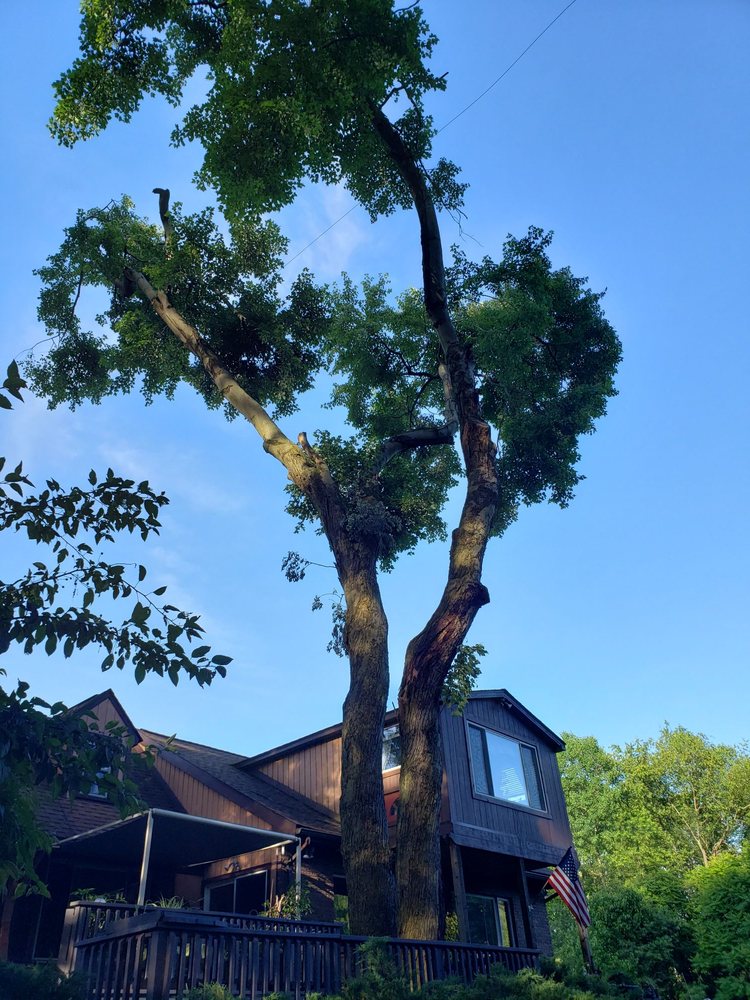 Photo of Black Lab Tree & Landscape Services