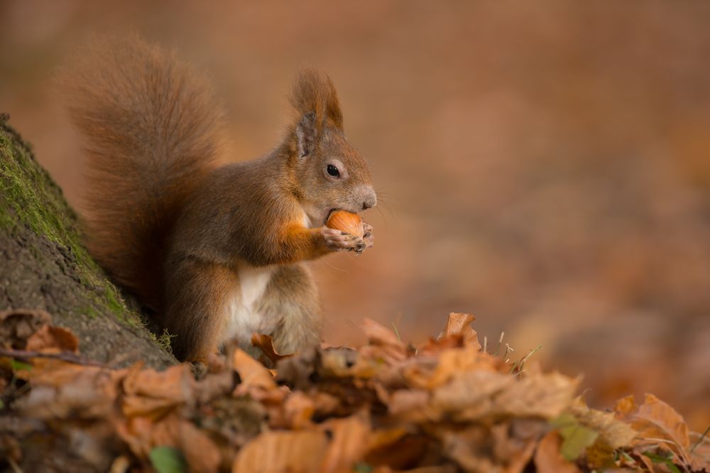 Photo of Metro Wildlife and Pest Control