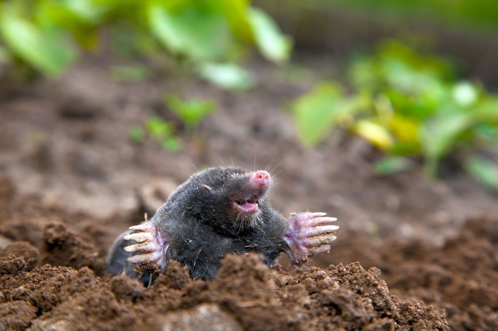 Photo of Metro Wildlife and Pest Control