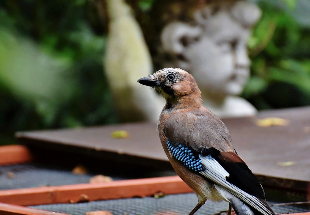 Photo of Metro Wildlife and Pest Control