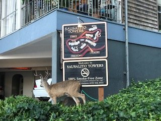 Photo of Sausalito Towers Apartments