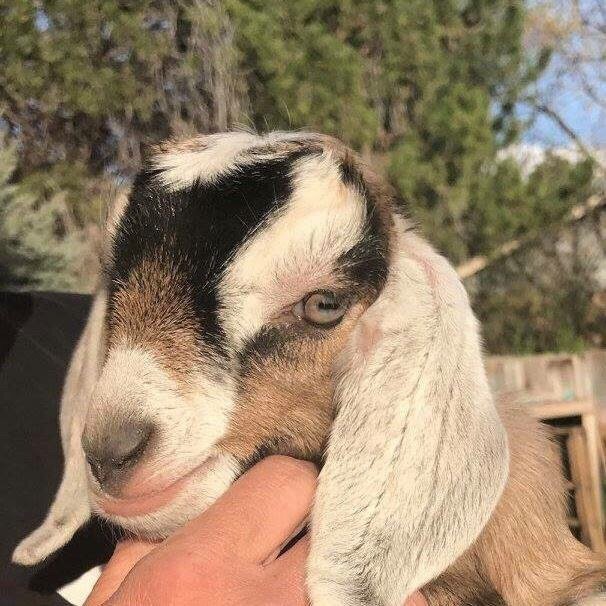 Photo of Lil Misses Travelin' Farm