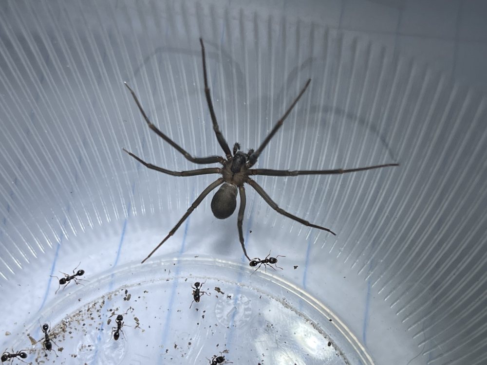 Photo of Phoenix Pest and Wildlife Control