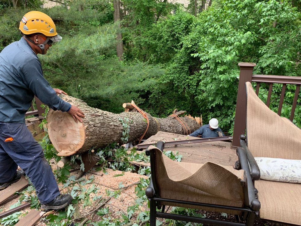 Photo of Willow Tree & Landscape Services