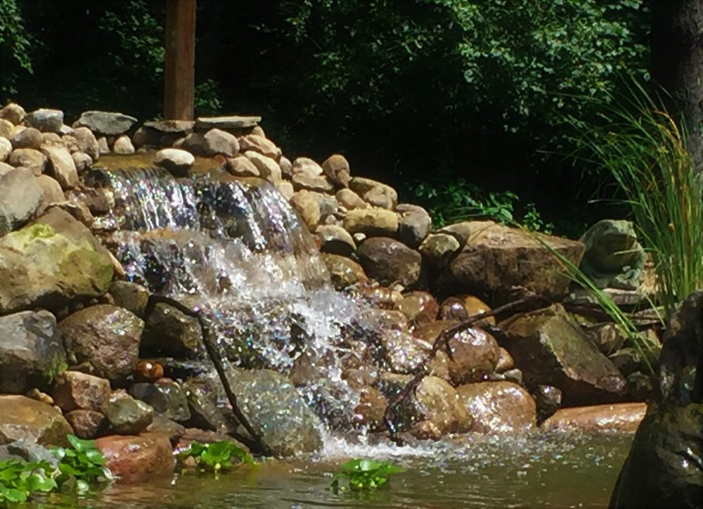 Photo of Michigan Pond and Plant