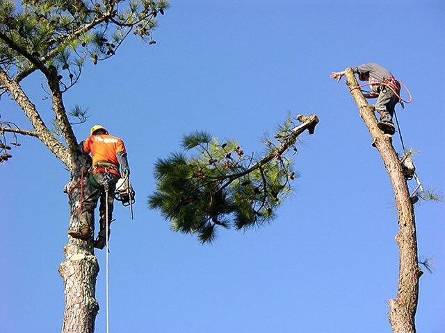 Photo of Kustom Kutz Tree Service