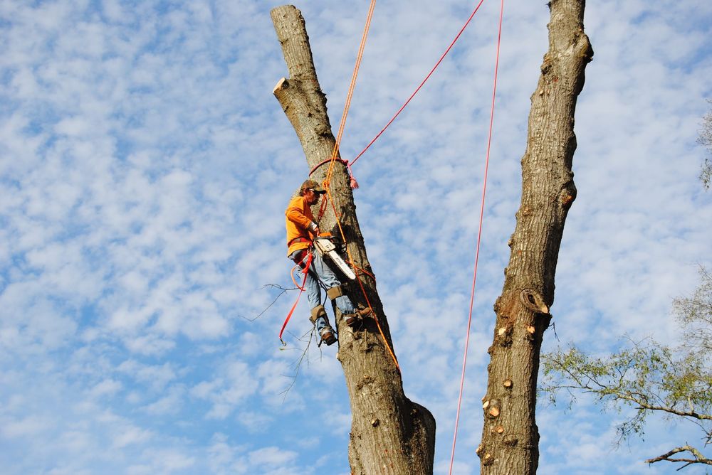 Photo of Kustom Kutz Tree Service