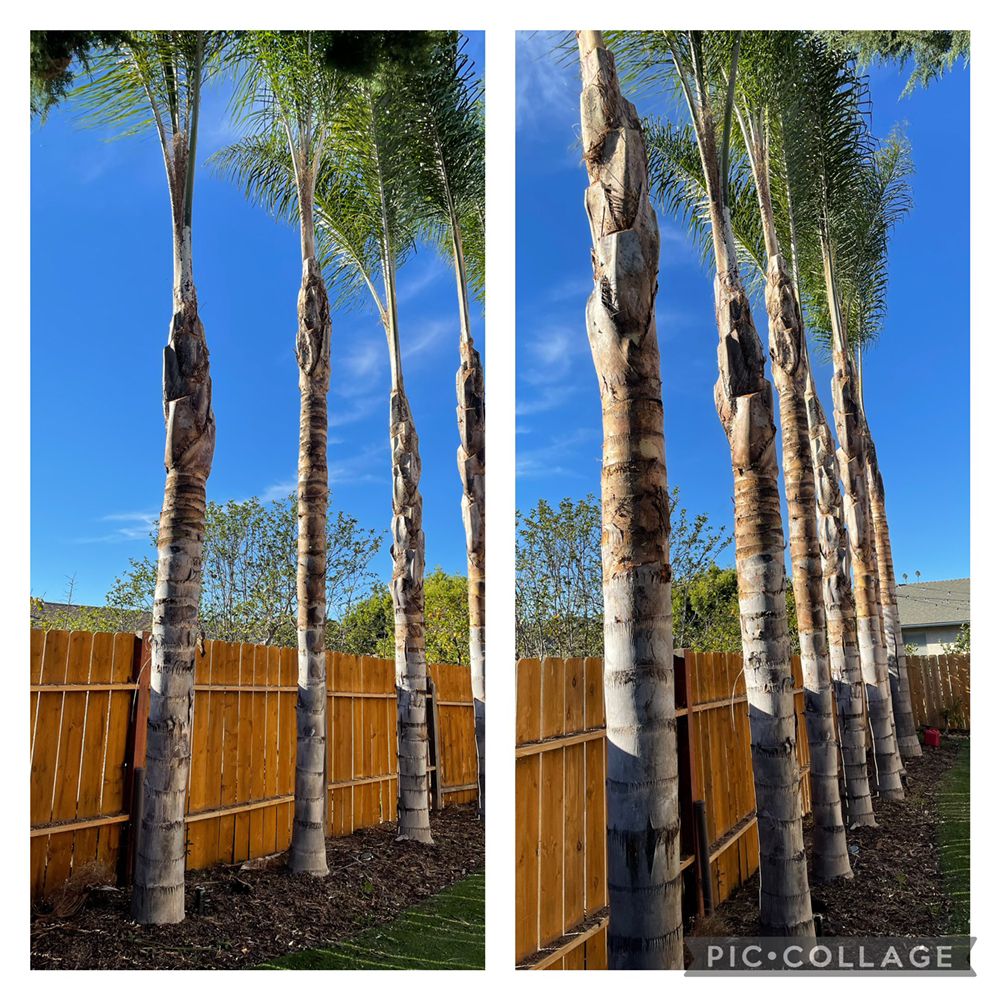 Photo of Big Branch Tree Service