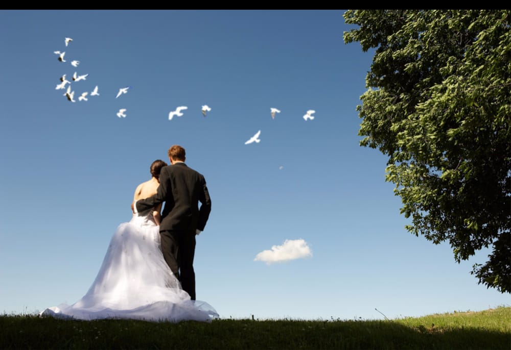Photo of Doves of Love