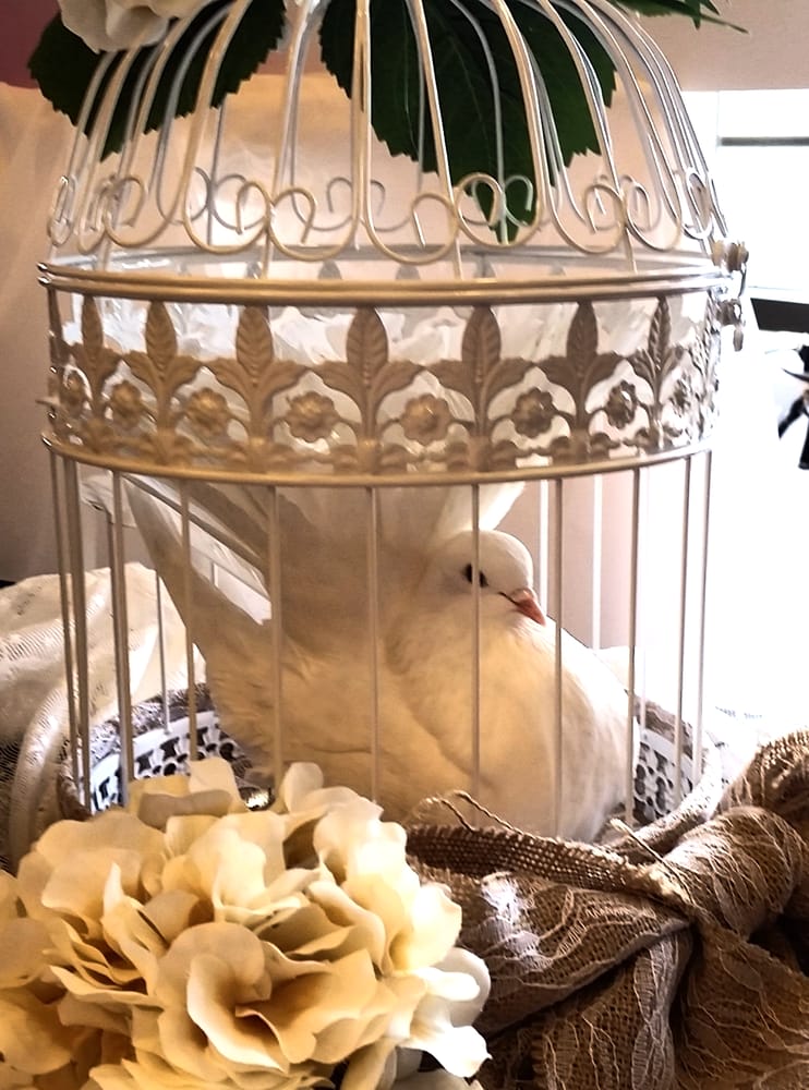 Photo of Doves of Love