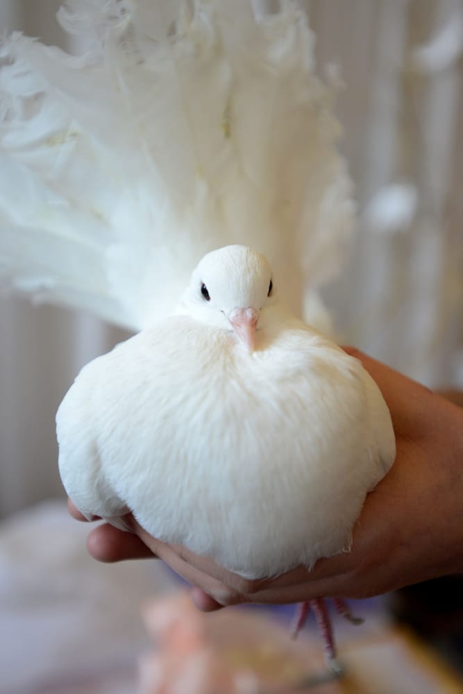 Photo of Doves of Love