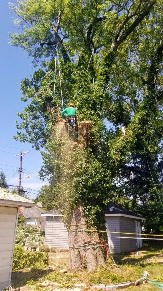 Photo of Edwin's Landscaping and Tree Experts