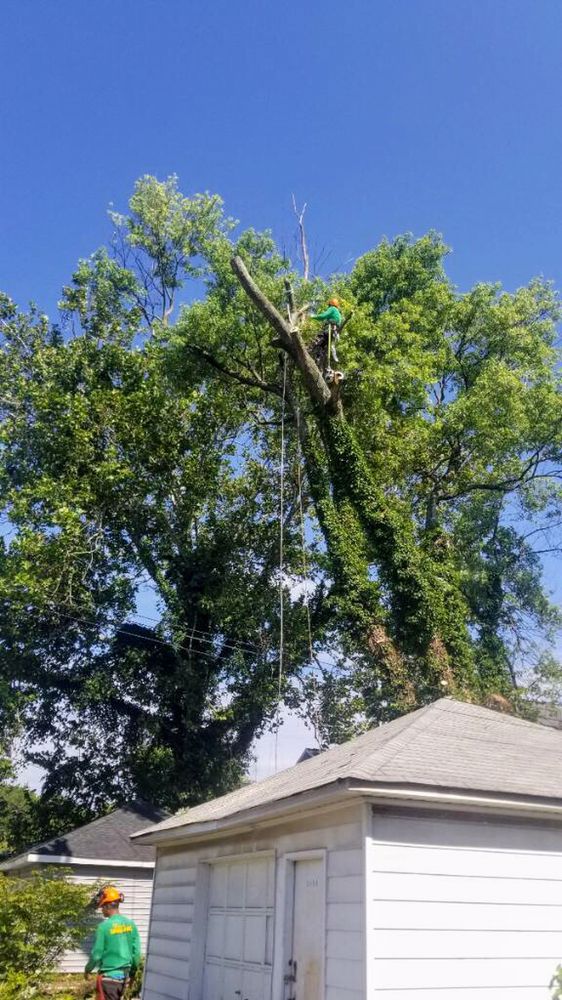 Photo of Edwin's Landscaping and Tree Experts