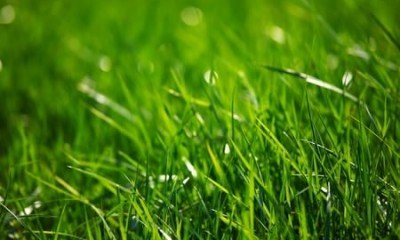 Photo of Pro Lawn Turf Services