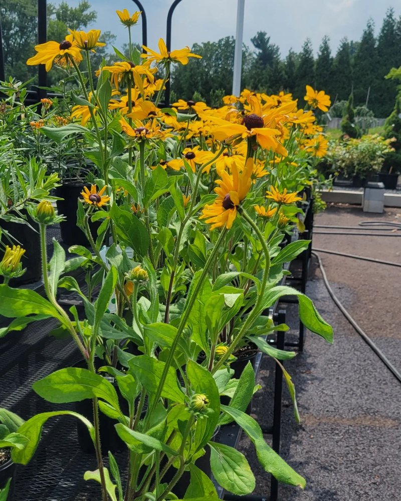 Photo of Sal's Nursery & Landscaping