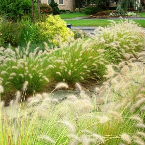 Photo of Bethesda Garden Design