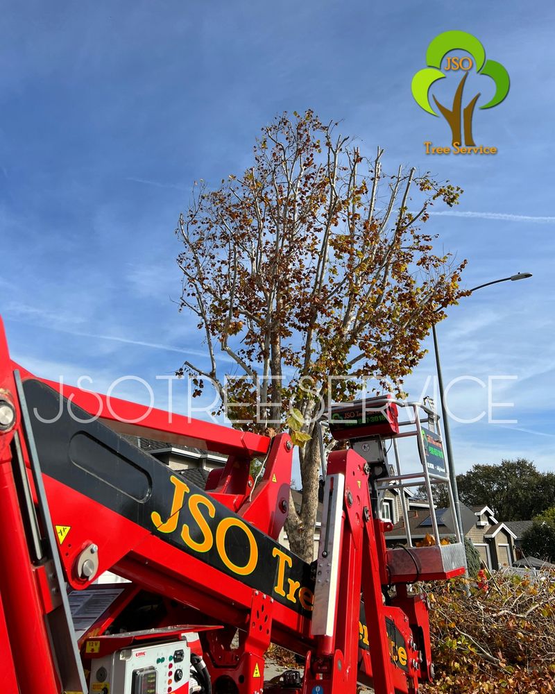 Photo of JSO Tree Service