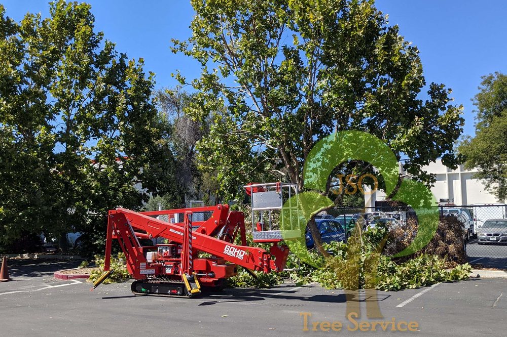 Photo of JSO Tree Service