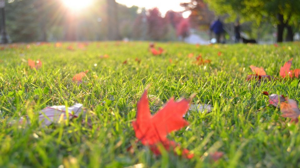 Photo of Green Seasons Lawn & Tree Service