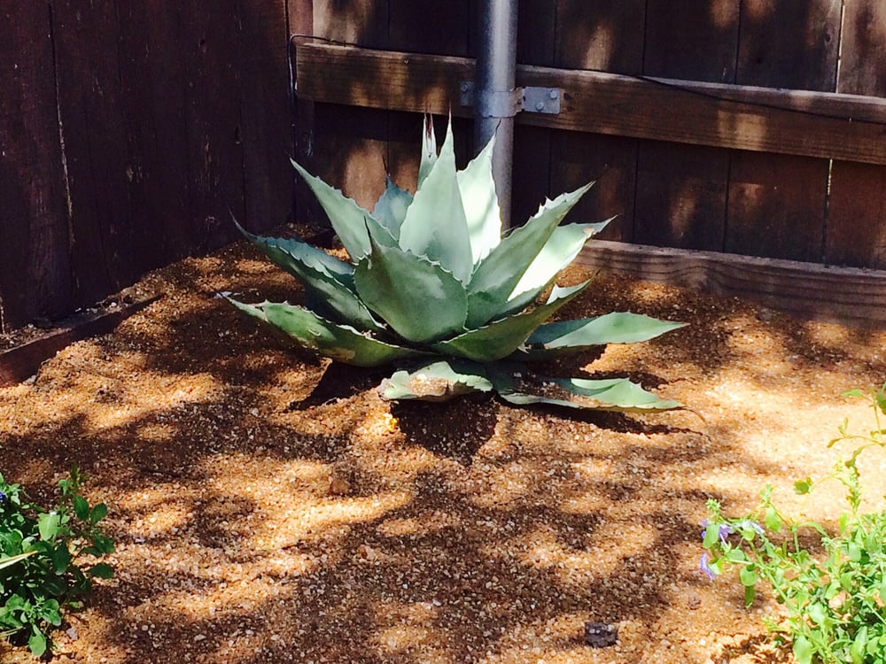 Photo of Dennis Jackson Landscaping